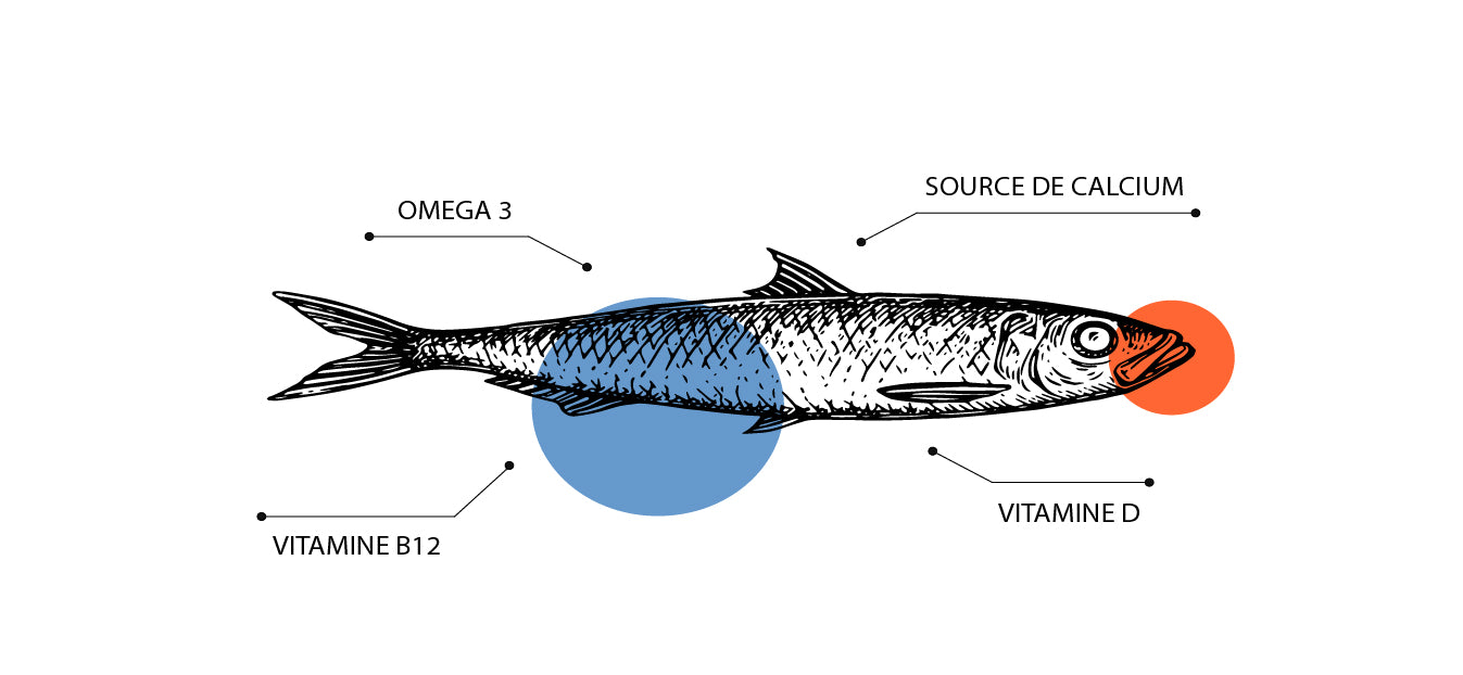 Connaissez-vous si bien la sardine ?