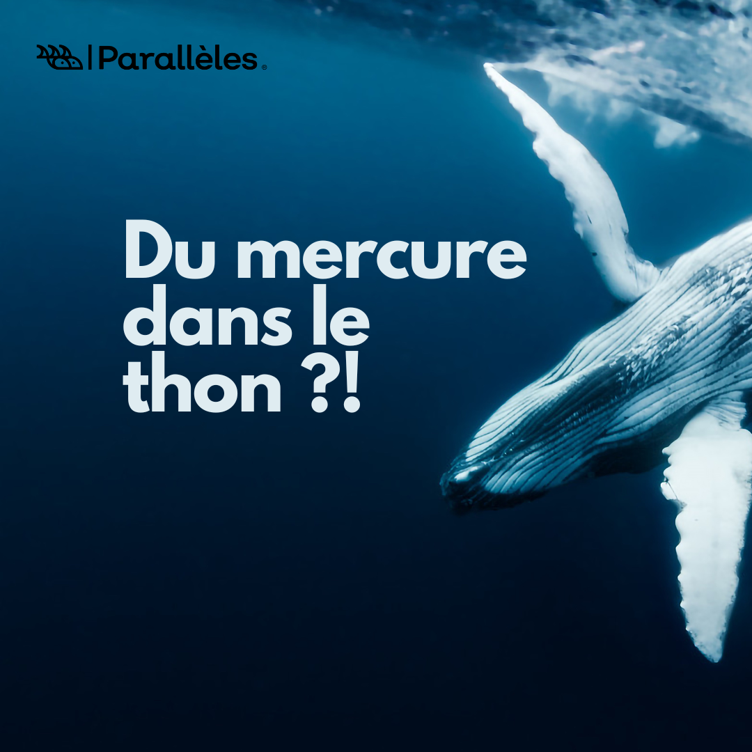 Du Mercure dans le Thon ?! On vous explique..
