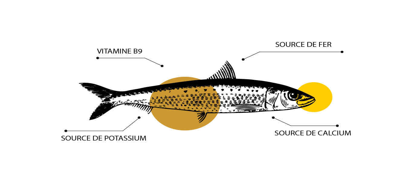 Connaissez-vous si bien le sprat (petite sardine)?